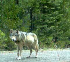 photo for Gray Wolf Wins Protection in California