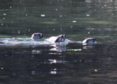 photo for River Otters Lurking in the Sea: Further Evidence of a Paradigm Shift in Conservation